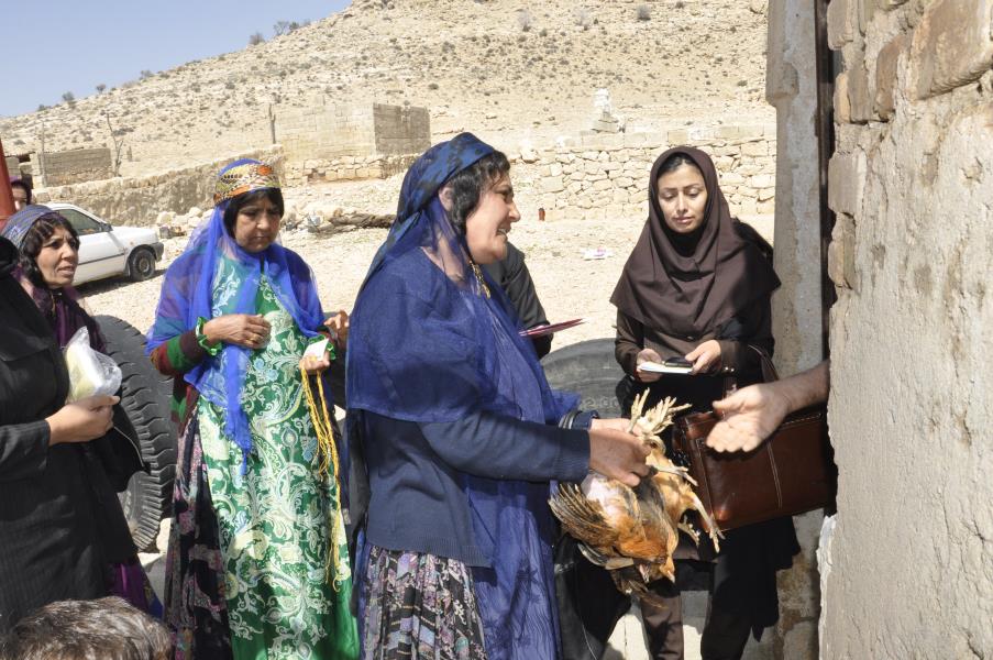 سه هزار و 511  قطعه نیمچه مرغ  بومی در مناطق عشایری فارس توزیع شد