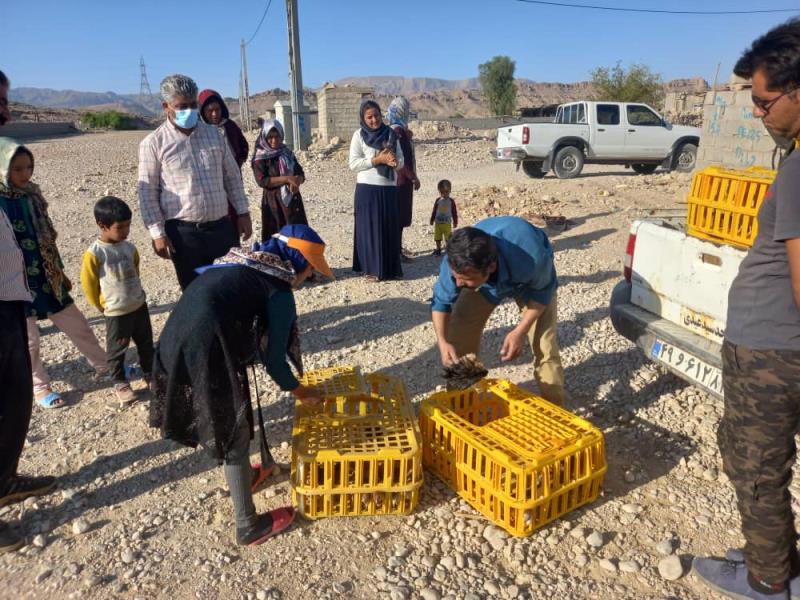سه هزار و 365  قطعه نیمچه مرغ  بومی در مناطق عشایری فارس توزیع شد