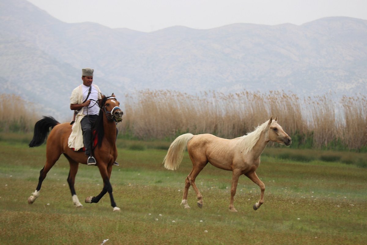 کوچ